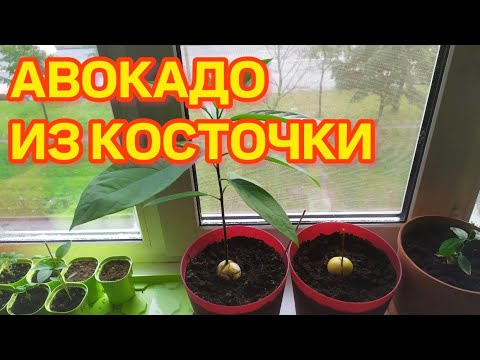 Видео: Как ЛЕГКО вырастить авокадо из косточки? / Самый простой способ!