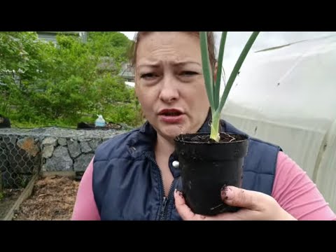 Видео: ГИГАНТСКИЙ ЛУК ИЗ СЕМЯН | ДАЧНЫЕ ХЛОПОТЫ И ЧЕРЕНКИ ЖИМОЛОСТИ | семейный влог