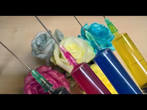 Видео: что случится если ... * ЦВЕТНЫЕ РОЗЫ *