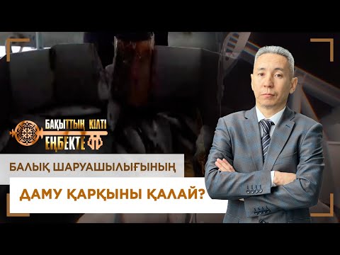 Видео: Балық шаруашылығының даму қарқыны қалай? «Бақыттың кілті еңбекте!»