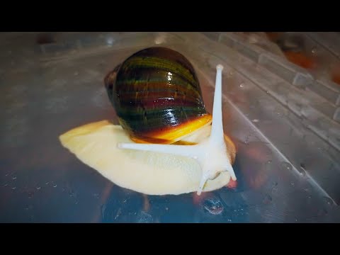 Видео: Моя коллекция улиток (осень 2020)