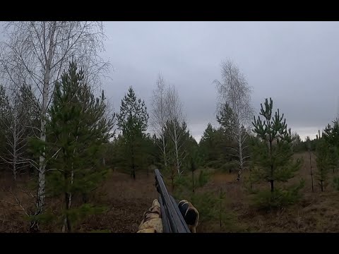 Видео: Охота на косулю 2023. В каждом загоне зверь!!!