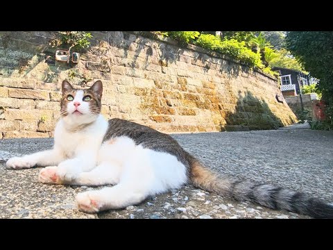 Видео: Я остановилась в японском отеле для кошек с лучшими котами Японии 😻🥇 Такое умиротворение!