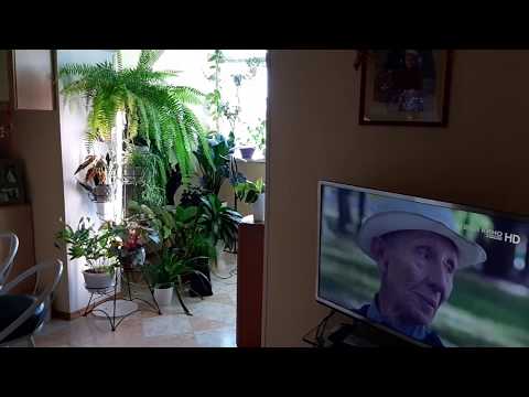 Видео: Джунгли в квартире.  Небольшая экскурсия по моей квартире. Мои растения в интерьере.