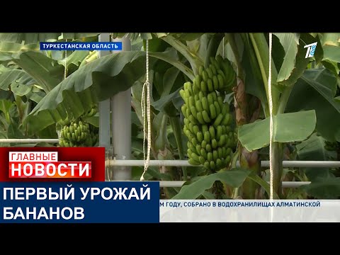 Видео: БАНАНЫ ВЫРАЩЕННЫЕ НА ЮГЕ КАЗАХСТАНА ВЫХОДЯТ НА РЫНОК: КАК ВЫРАЩИВАЮТ ЭКЗОТИКУ В НАШЕЙ СТРАНЕ?