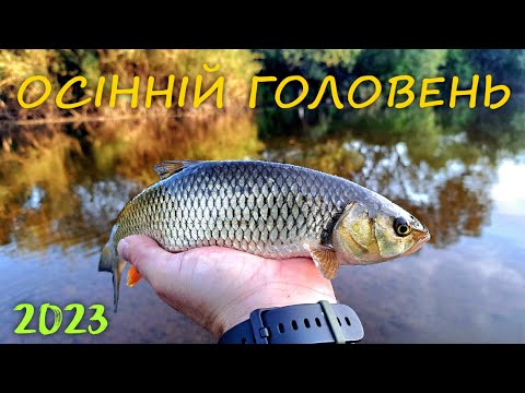 Видео: Рибалка на ГОЛОВНЯ Восени /СПІНІНГ НА РІЧЦІ /Жовтень 2023 (řeka Jizera)