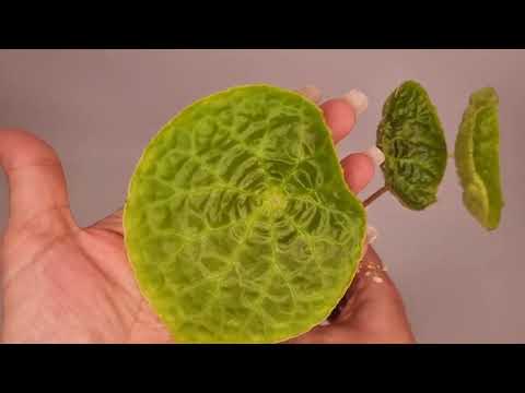 Видео: Моя коллекция. Часть 11.