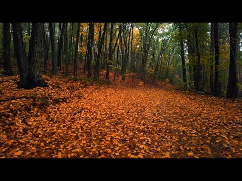Видео: Песня "Сентябрь" (Suno AI + мои стихи)