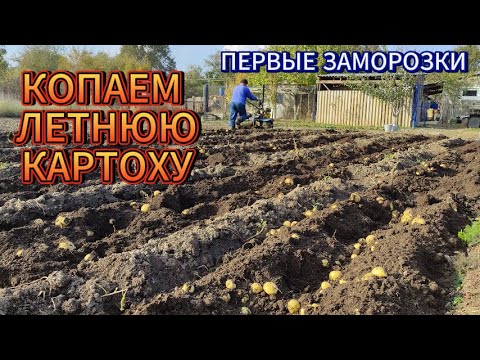 Видео: Выкопали летний картофель.Первые заморозки.Забой бройлеров и свиней.