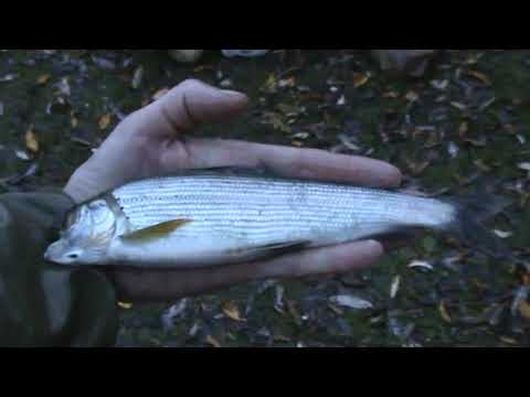 Видео: Горная Шория. Рыбалка на хариуса.