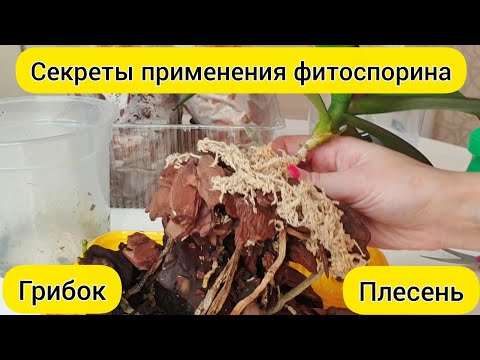 Видео: Проверьте ПЛЕСЕНЬ орхидеи ГРИБОК орхидеи // ФИТОСПОРИН для орхидей и ЛЕЧЕНИЕ КОРНЕЙ орхидеи