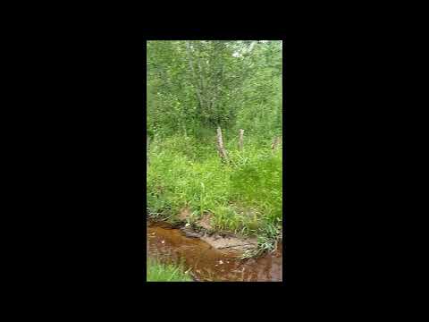 Видео: разведка реки Вруда