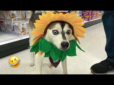 Видео: САМЫЕ СМЕШНЫЕ хаски | Обычные собаки против хаски 🤣 | 10 минут лучших видео