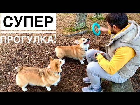Видео: Как Корги в лесу резвятся🥰 VLOG