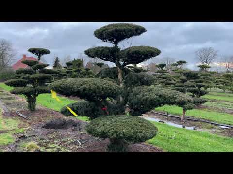 Видео: Ниваки из Тиса Хилли: Искусство и техника от специалистов Green Space