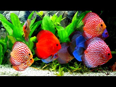 Видео: Дискусы у Майка Diskus Paradies