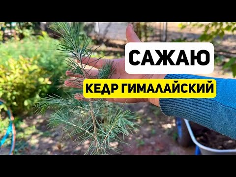 Видео: Как посадить КЕДР ГИМАЛАЙСКИЙ?