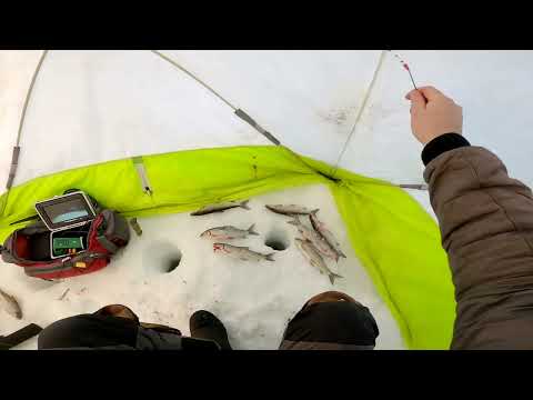 Видео: Серия √38.Чудесный день на рыбалке.