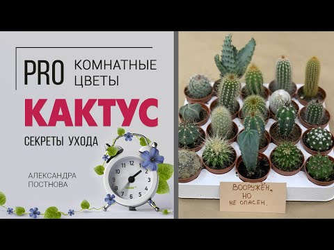 Видео: Кактусы - друзья или враги? | Обзор сортов | Как ухаживать за кактусами