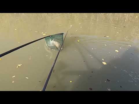 Видео: Одна рыба.