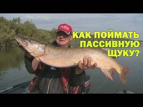 Видео: Как поймать  щуку, которая не хочет кусать)