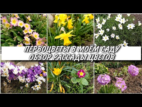 Видео: ПЕРВОЦВЕТЫ В МОЁМ САДУ 🌺 ОБЗОР РАННЕЦВЕТУЩИХ РАСТЕНИЙ🌸 РАССАДА ЦВЕТОВ  23 апреля 2021