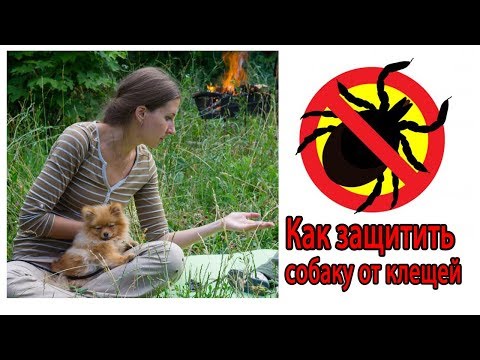 Видео: Как защитить собаку от клещей ?