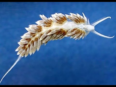 Видео: "Рифовый Аквариум" Бергии. Часть 72