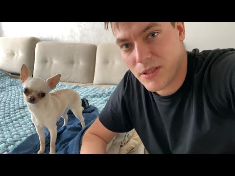 Видео: VLOG ЕДЕМ В КИНОЛОГИЧЕСКИЙ КЛУБ С ЧИХУАХУА