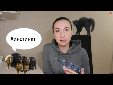 Видео: Биология. Врожденное и приобретенное поведение животных. Импринтинг у птиц.