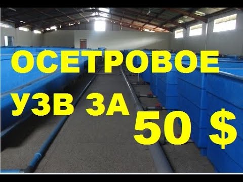 Видео: ОСЕТРОВОЕ УЗВ ЗА 50 $