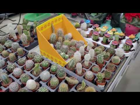 Видео: Обзор растений в городе Чебоксары 🌱. Спортивный бег по магазину!🏃‍♀️