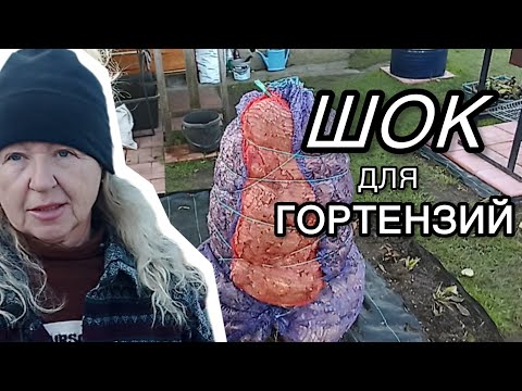 Видео: Укрываем крупные гортензии на зиму. Мой эксклюзивный метод 🌺