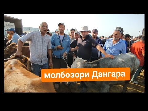 Видео: Молбозори Дангара 