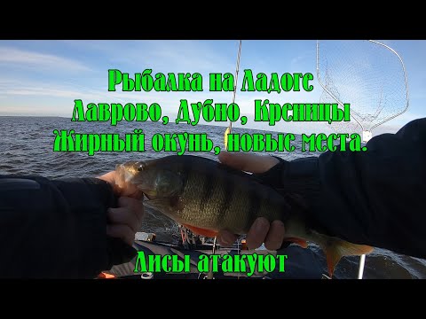 Видео: Рыбалка на Ладоге. Лаврово, Дубно, Креницы. Лисы атакуют. Заправка бензина помпой на волнах.