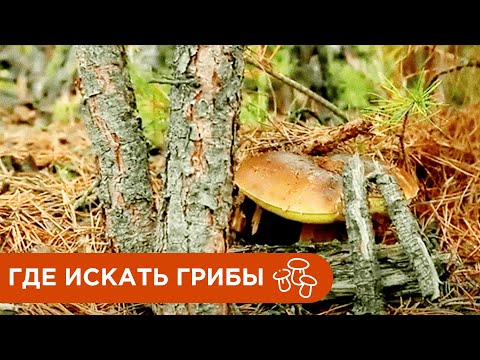 Видео: Где и Как Искать Грибы? Где растут Белые Грибы?