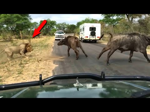 Видео: Удивительные случаи со ЛЬВАМИ, снятые на камеру