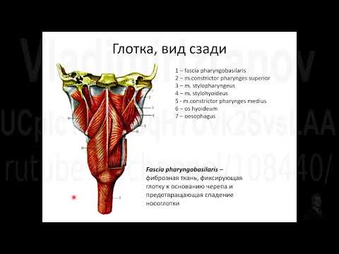 Видео: глотка