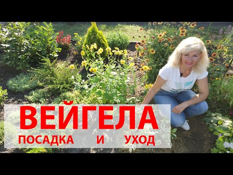 Видео: Как сажать вейгелу. Вейгела посадка и уход