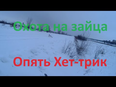Видео: Охота на зайца.  Охота с гончими.  Опять Хет-трик