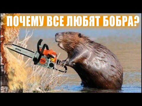 Видео: Бобр в Дикой Природе. Интересные факты о Бобрах!