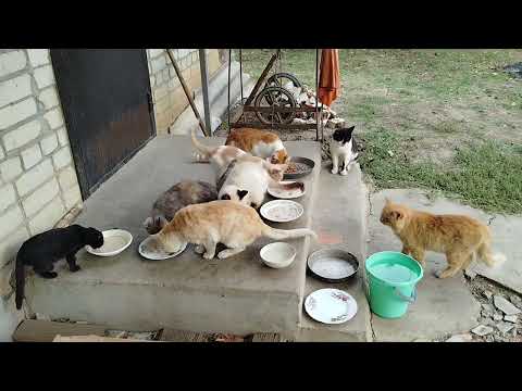 Видео: Ловиса, Зефирка и другие#cat #котики #спасениекошек #help