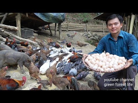 Видео: Каждый день я собираю сотни яиц диких кур и птиц.  Роберт |  Зеленая лесная жизнь