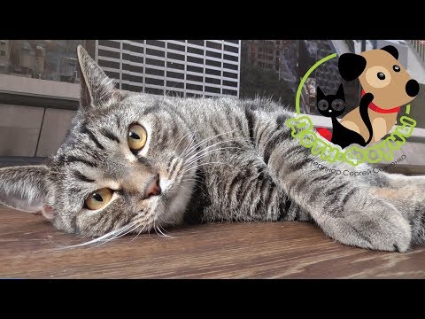 Видео: Лечение лишая у собак и кошек (важные моменты, о которых часто забывают)