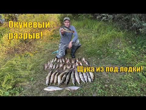 Видео: Рыбалка на "Окуневке" - окуневый разрыв и неожиданные щуки. Рыбалка 2025.