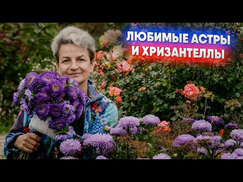Видео: Любимые астры и Хризантеллы