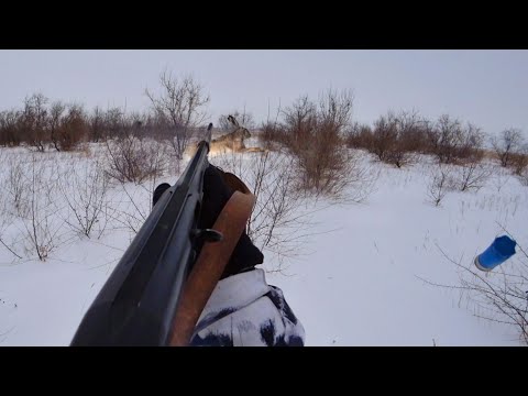 Видео: Охота на зайца! Тропа, скидка, ЗАЯЦ!