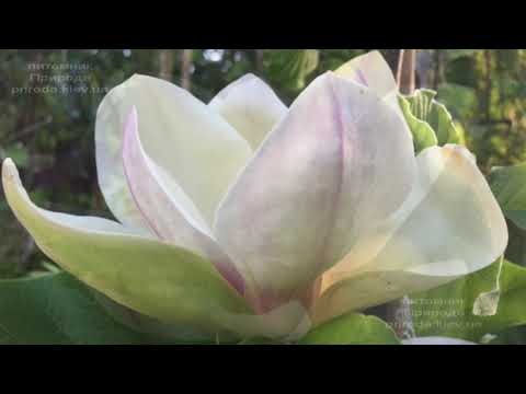 Видео: Магнолия Сенсация (Sunsation) 1