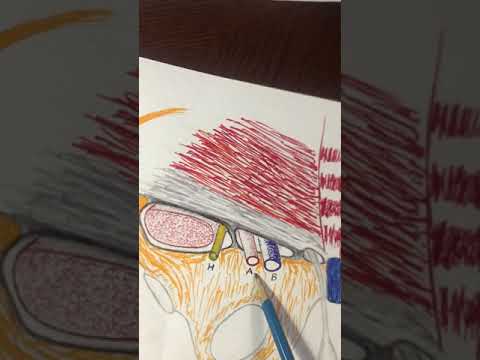 Видео: Кровоснабжение и иннервация нижней конечности