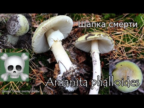 Видео: Смертельно-ядовитый гриб - Бледная поганка | Amanita phalloides